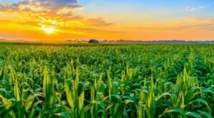 valuing agricultural land